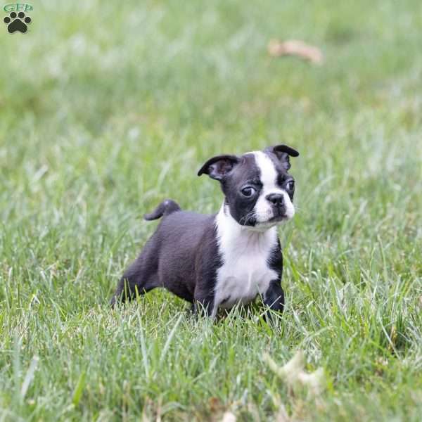 Wilma (Tiny), Boston Terrier Puppy